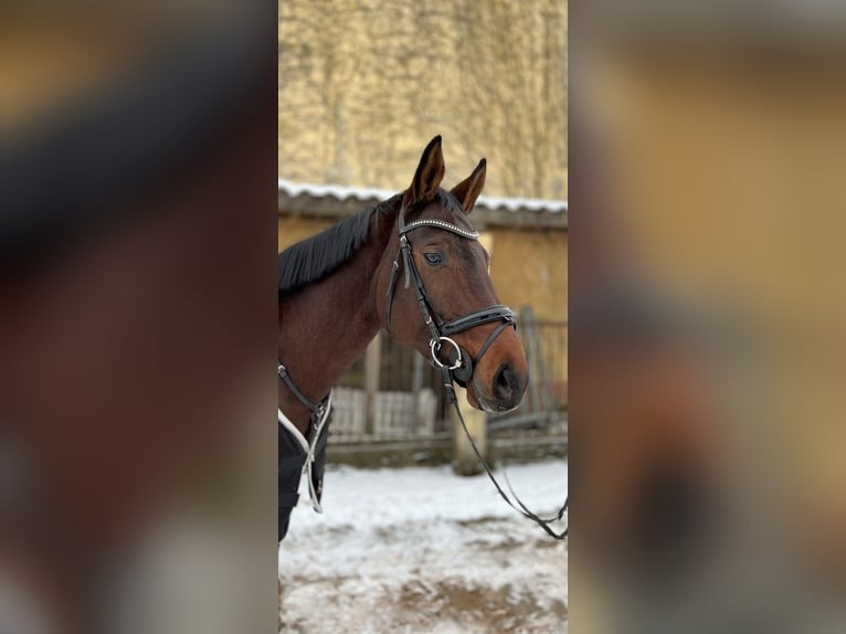 German Sport Horse Mare 10 years 17 hh Brown in Pritzwalk