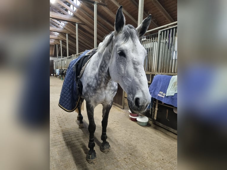 German Sport Horse Mare 10 years 17 hh Grey-Dapple in Bad Schussenried