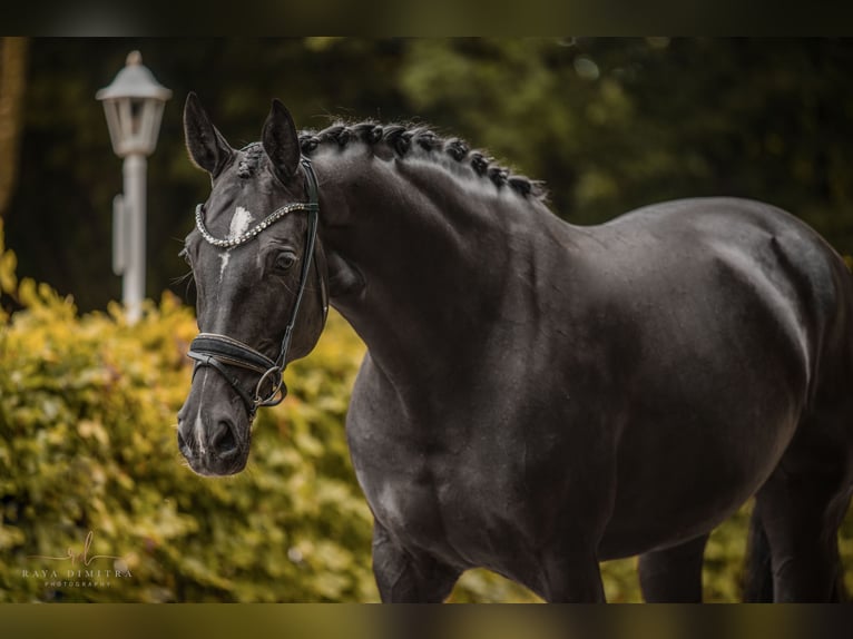 German Sport Horse Mare 10 years 17,1 hh Black in Wehringen