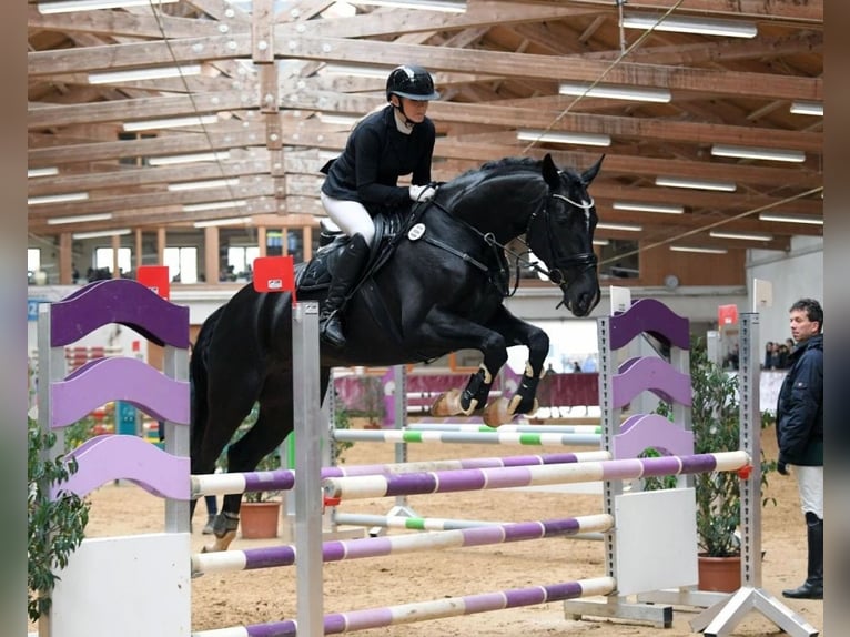 German Sport Horse Mare 10 years 17,1 hh Black in Wehringen