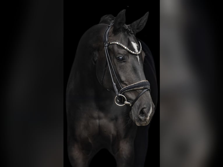 German Sport Horse Mare 10 years 17,1 hh Black in Wehringen