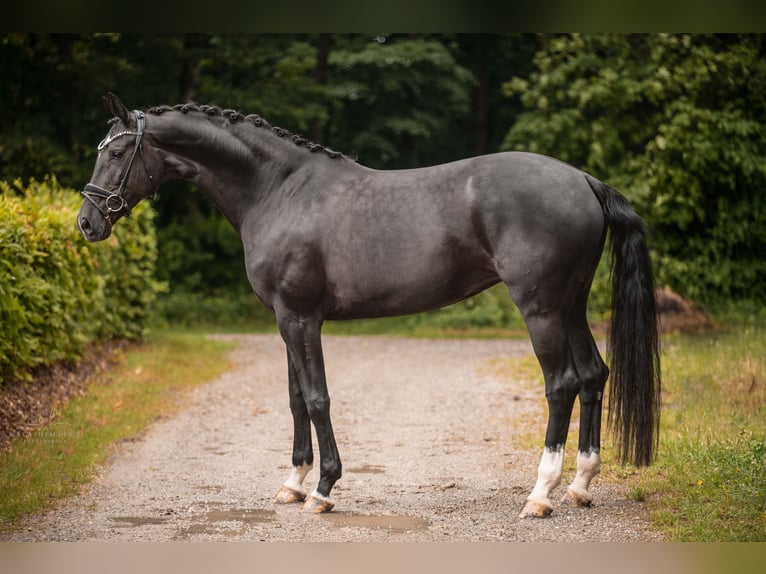 German Sport Horse Mare 10 years 17,1 hh Black in Wehringen