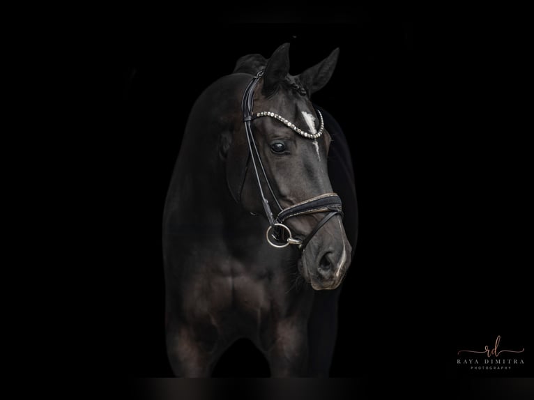 German Sport Horse Mare 10 years 17,1 hh Black in Wehringen