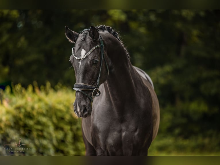 German Sport Horse Mare 10 years 17,1 hh Black in Wehringen