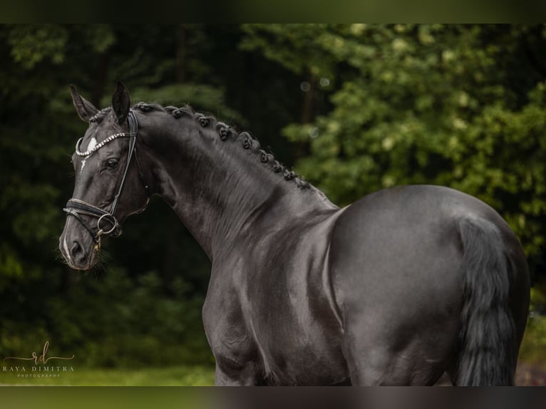 German Sport Horse Mare 10 years 17,1 hh Black in Wehringen