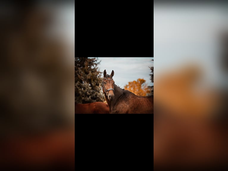 German Sport Horse Mare 10 years 17,2 hh in BlumbergPassow