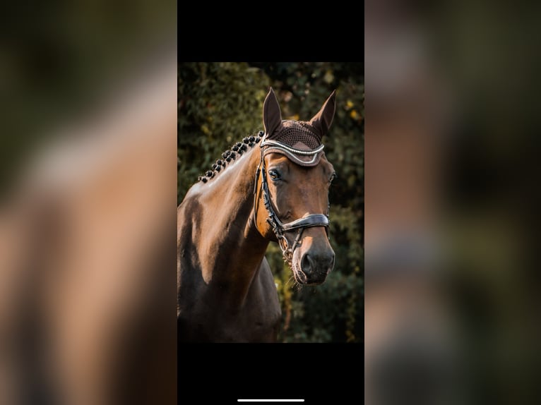 German Sport Horse Mare 10 years 17,2 hh in BlumbergPassow