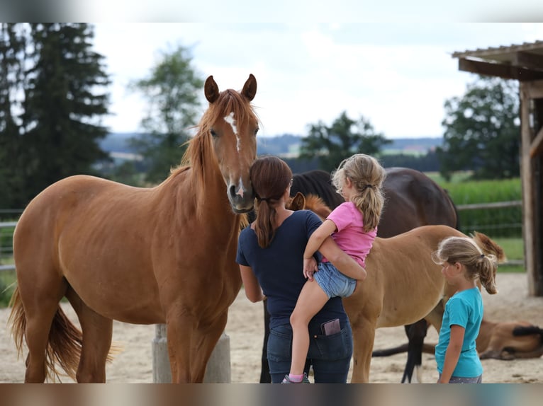 German Sport Horse Mare 10 years Black in Postmünster