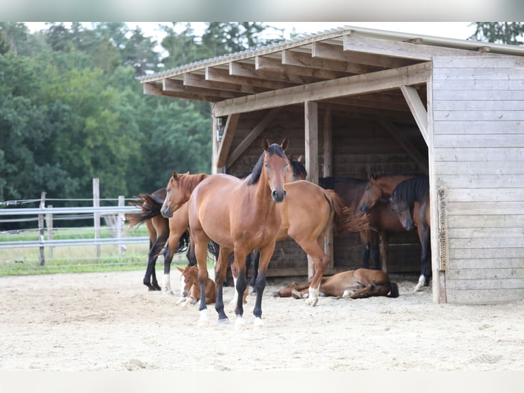 German Sport Horse Mare 10 years Black in Postmünster