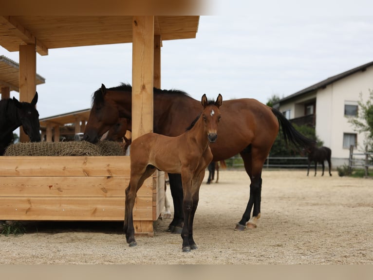 German Sport Horse Mare 10 years Black in Postmünster