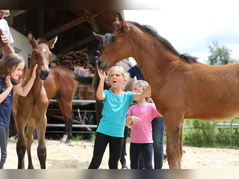 German Sport Horse Mare 10 years Black in Postmünster