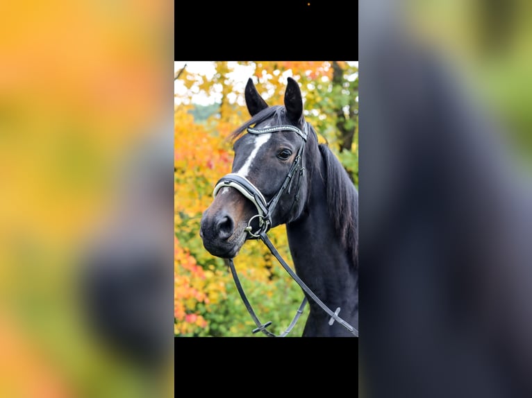 German Sport Horse Mare 10 years Black in Halsbr&#xFC;cke