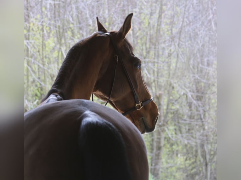 German Sport Horse Mare 11 years 15.2 hh Brown-Light in Erharting