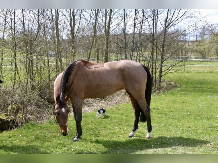 German Sport Horse Mare 11 years 15.2 hh Brown-Light in Erharting