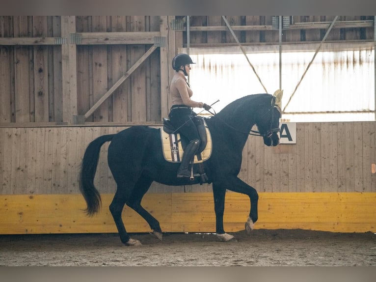 German Sport Horse Mare 11 years 15,2 hh Black in Frauenstein