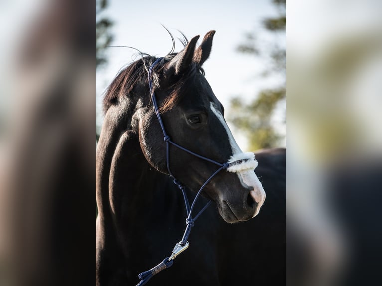 German Sport Horse Mare 11 years 15,2 hh Black in Frauenstein