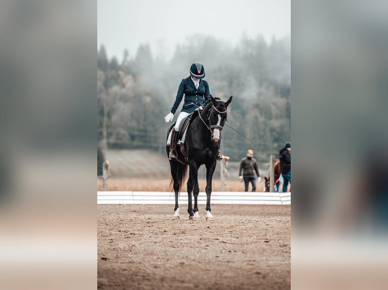 German Sport Horse Mare 11 years 15,2 hh Black in Frauenstein