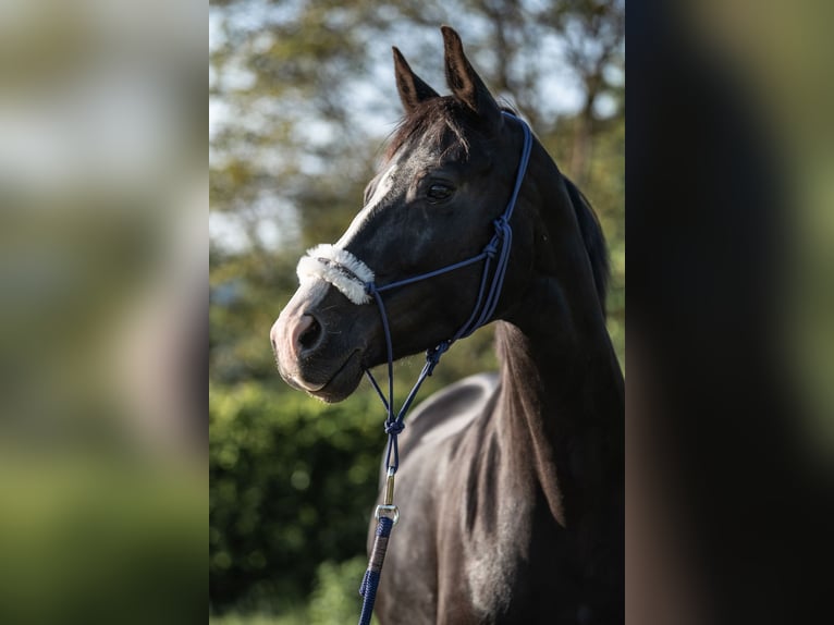 German Sport Horse Mare 11 years 15,2 hh Black in Frauenstein