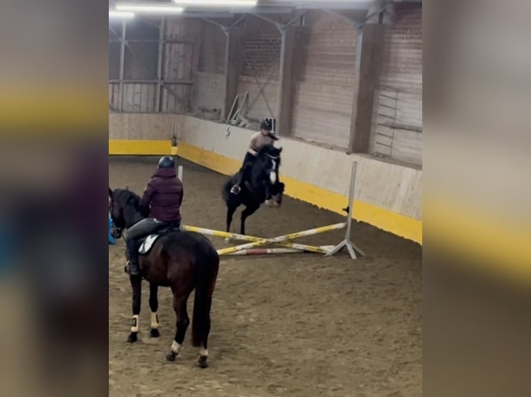 German Sport Horse Mare 11 years 15,2 hh Black in Frauenstein