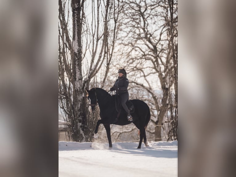 German Sport Horse Mare 11 years 15,2 hh Black in Frauenstein