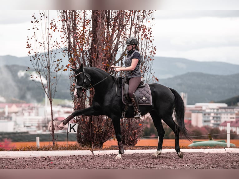 German Sport Horse Mare 11 years 15,2 hh Black in Frauenstein
