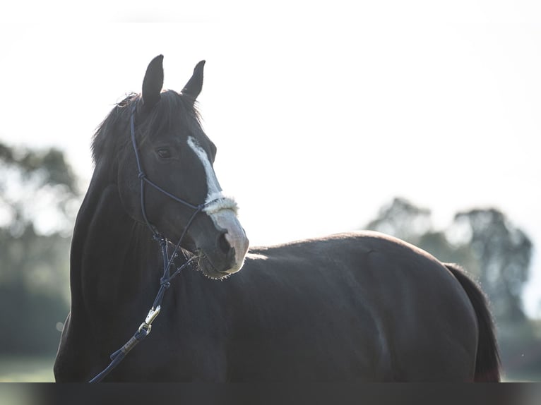 German Sport Horse Mare 11 years 15,2 hh Black in Frauenstein