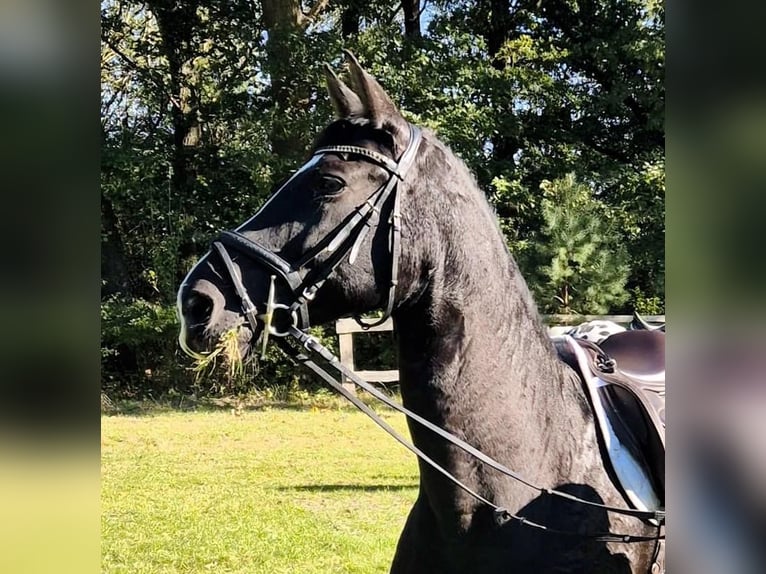 German Sport Horse Mare 11 years 15,3 hh Black in Rehlingen