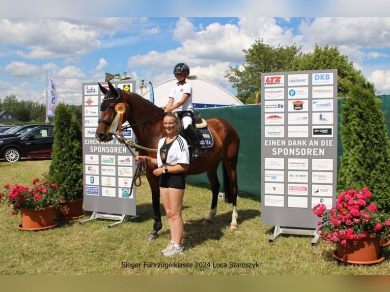 German Sport Horse Mare 11 years 16,1 hh Brown in Claußnitz