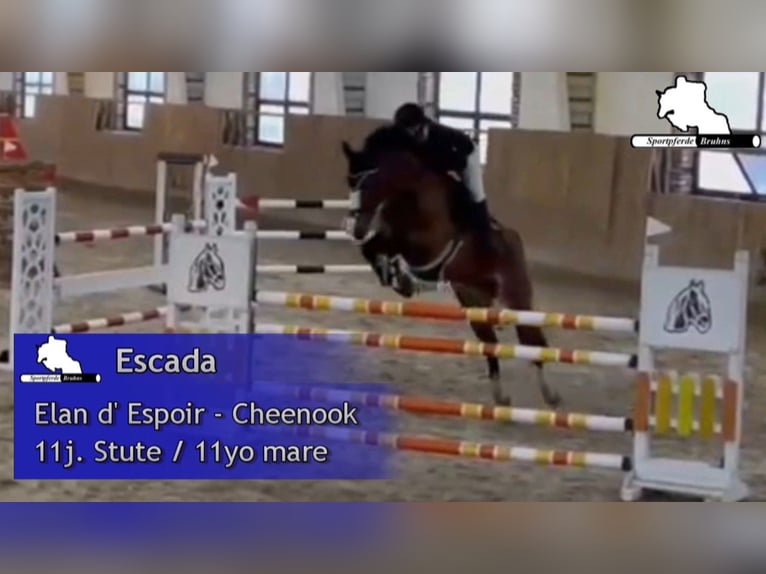 German Sport Horse Mare 11 years 16,1 hh Brown in Gadow