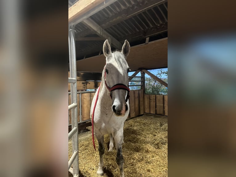 German Sport Horse Mare 11 years 16.1 hh Grey in Vienenburg