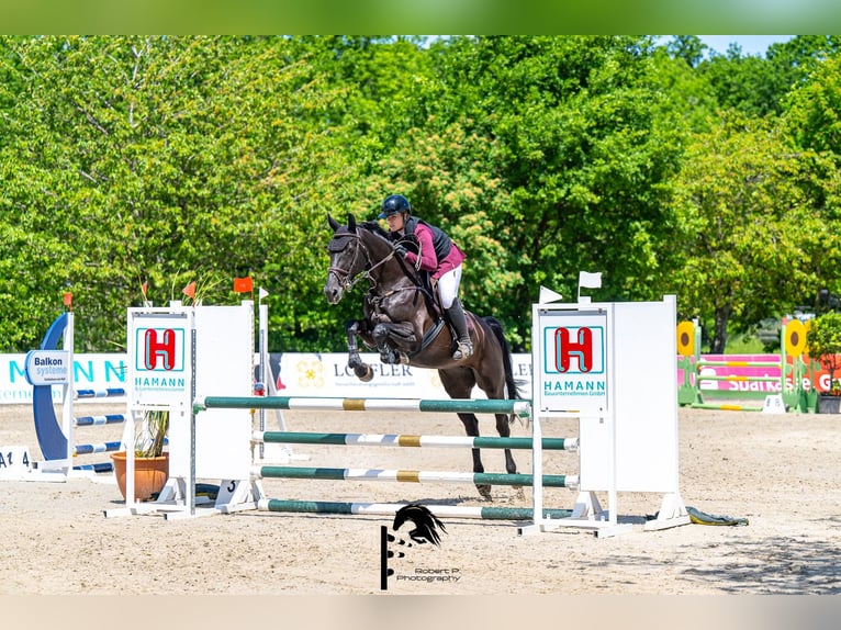 German Sport Horse Mare 11 years 16.1 hh Smoky-Black in Lichtenau