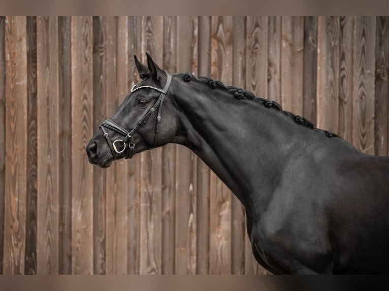German Sport Horse Mare 11 years 16.2 hh Black in Nußloch