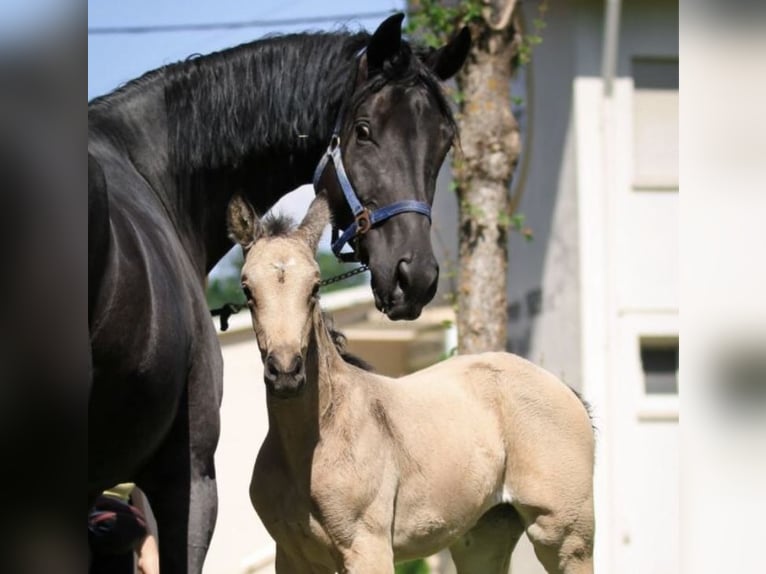 German Sport Horse Mare 11 years 16.2 hh Black in Nußloch