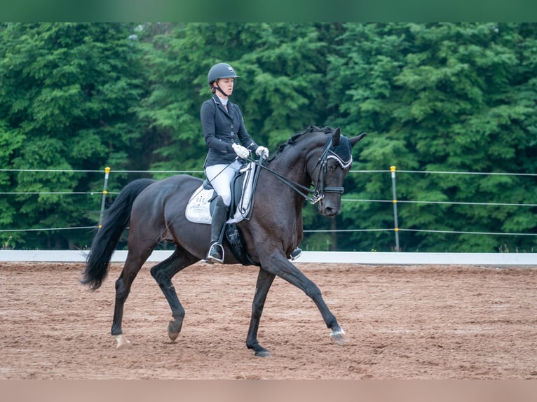 German Sport Horse Mare 11 years 16.2 hh Black in Nußloch
