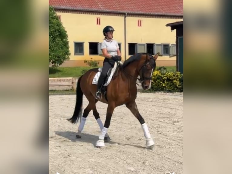 German Sport Horse Mare 11 years 16.2 hh Brown in Ludwigsfelde