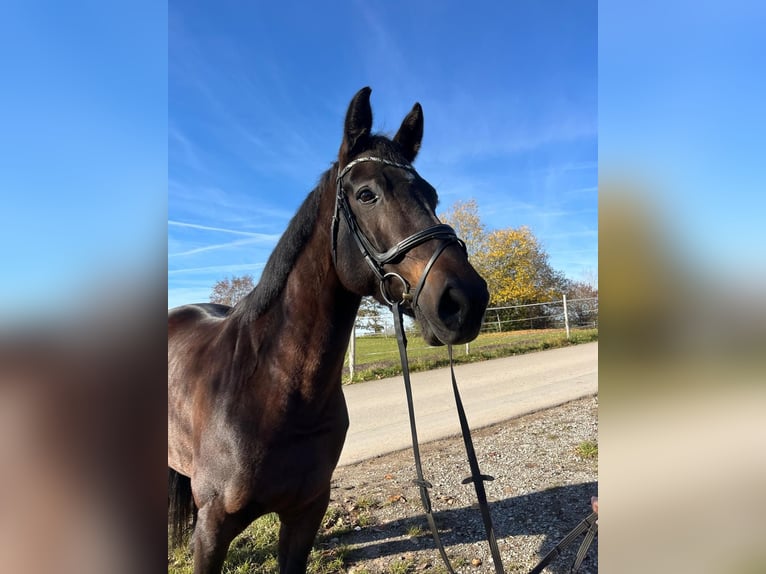 German Sport Horse Mare 11 years 16,2 hh Brown in Bühlerzell