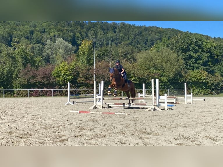 German Sport Horse Mare 11 years 16,2 hh Chestnut-Red in Göppingen