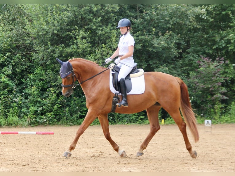 German Sport Horse Mare 11 years 16,2 hh Chestnut-Red in Göppingen