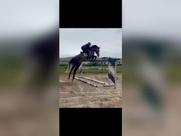 German Sport Horse Mare 11 years 16.2 hh Grey-Dapple in Bisingen
