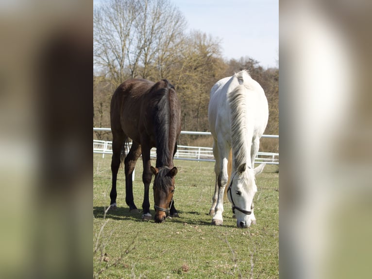 German Sport Horse Mare 11 years 16.2 hh Grey in Nordhausen