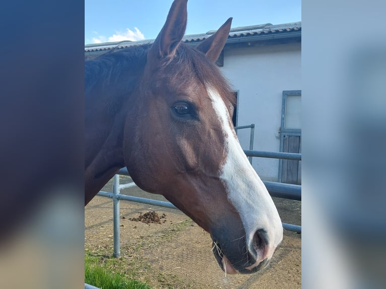 German Sport Horse Mare 11 years 16,3 hh Chestnut in Mainburg