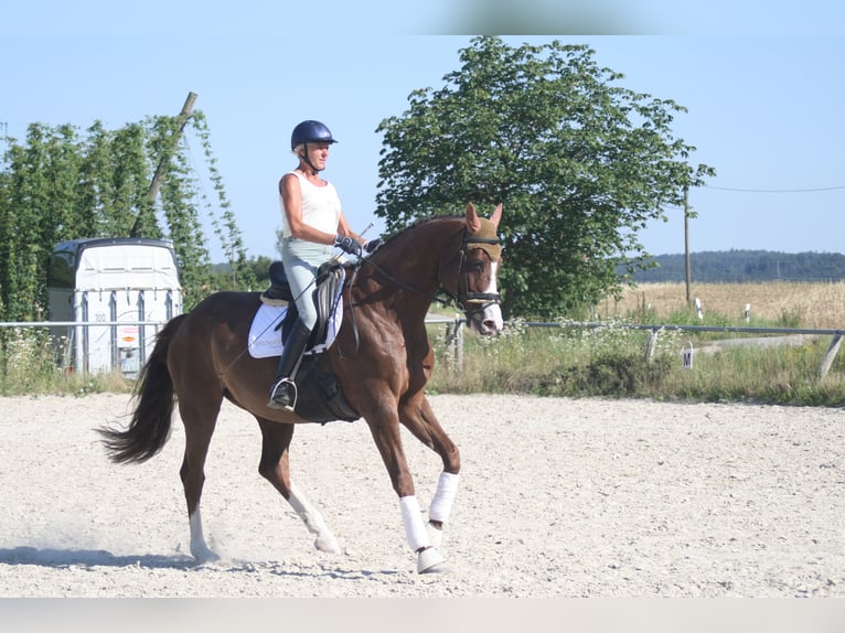 German Sport Horse Mare 11 years 16,3 hh Chestnut in Mainburg