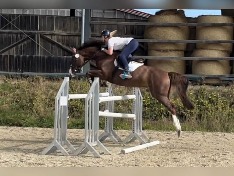 German Sport Horse Mare 11 years 16,3 hh Chestnut in Mainburg