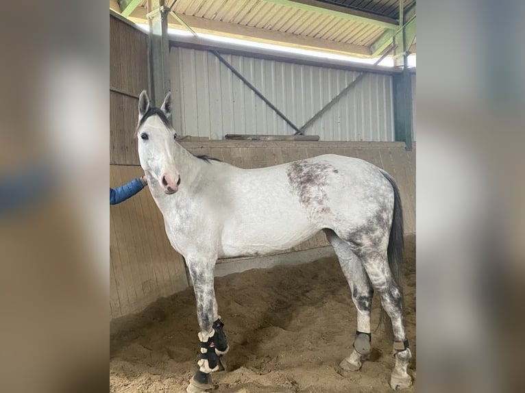 German Sport Horse Mare 11 years 16.3 hh Grey in Wangen im Allgäu
