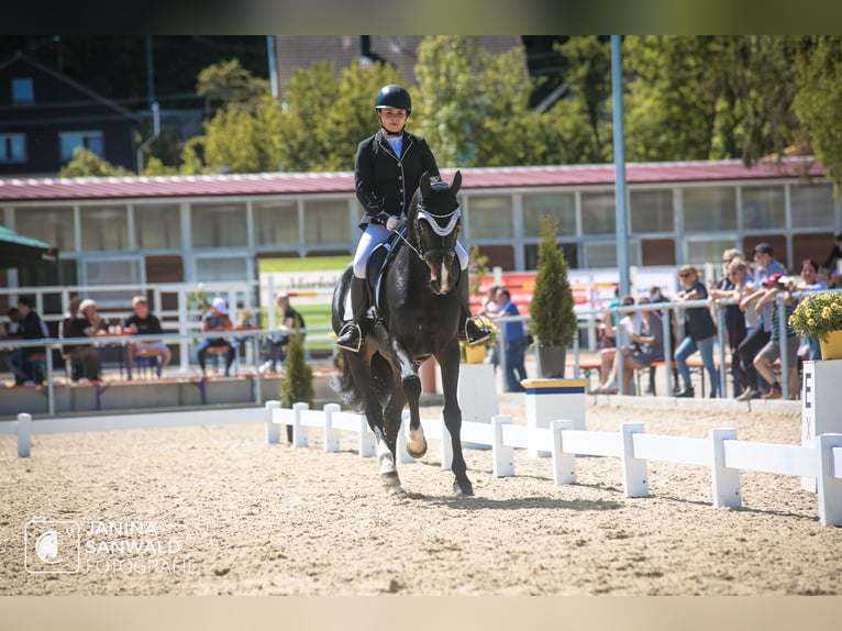 German Sport Horse Mare 11 years 16 hh Bay-Dark in Dischingen