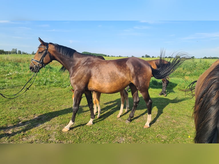 German Sport Horse Mare 11 years 16 hh Brown in Neustadt (Dosse)