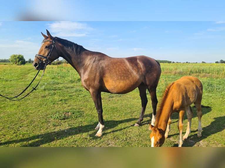 German Sport Horse Mare 11 years 16 hh Brown in Neustadt (Dosse)