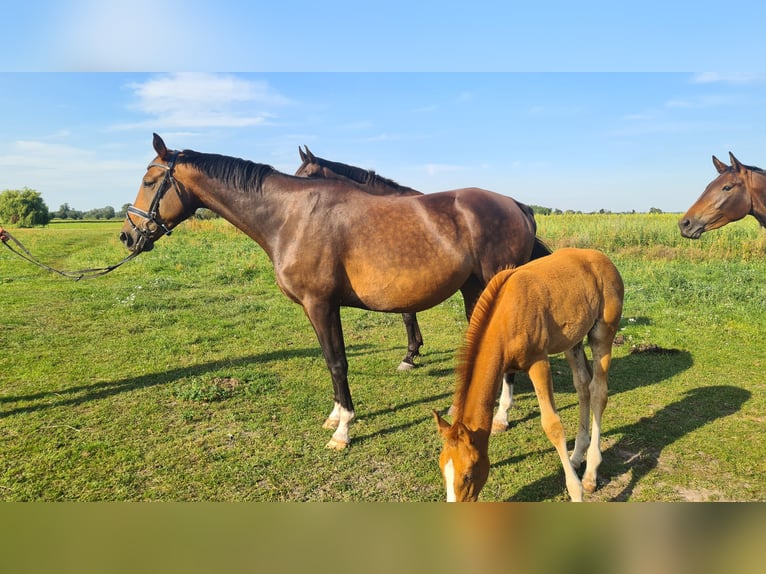 German Sport Horse Mare 11 years 16 hh Brown in Neustadt (Dosse)