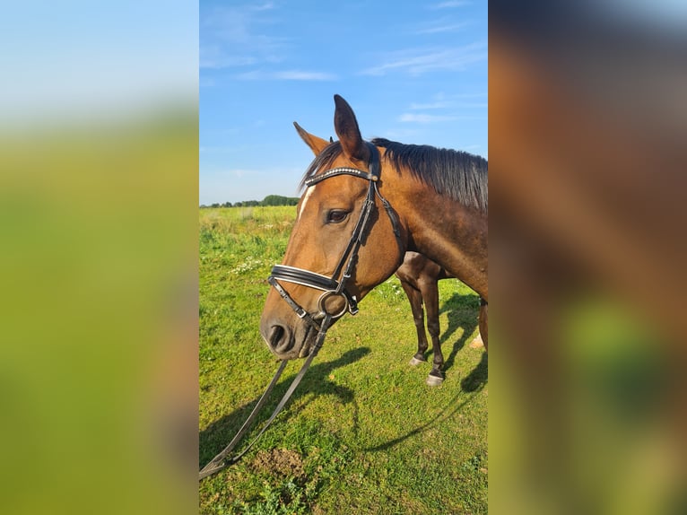 German Sport Horse Mare 11 years 16 hh Brown in Neustadt (Dosse)