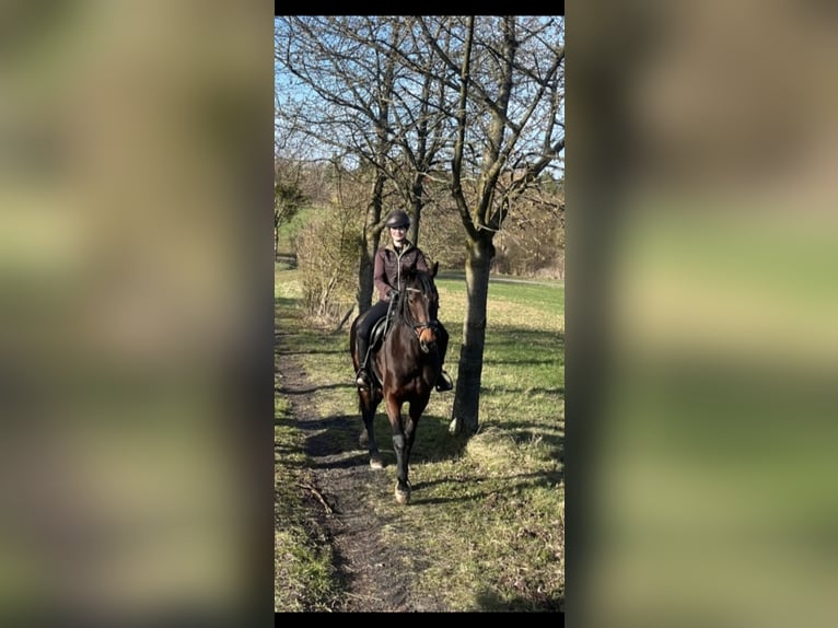 German Sport Horse Mare 11 years 16 hh Brown in Blankenheim OT Klosterrode